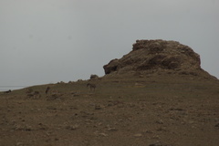 Equus kiang