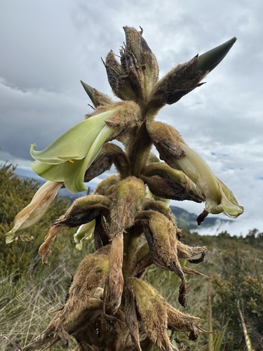 Puya nitida, photograph 5