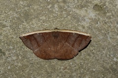 Cimicodes ferruginea