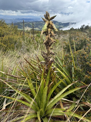 Puya nitida, photograph 6