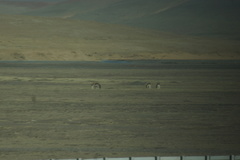 Equus kiang