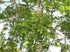 Oryctanthus spicatus