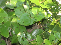 Oryctanthus spicatus