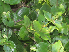 Oryctanthus spicatus