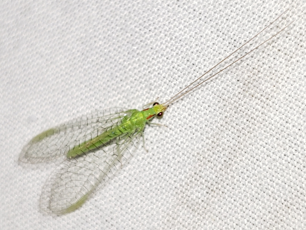 Ceraeochrysa