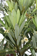 Drimys granadensis