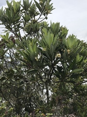 Drimys granadensis