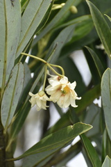 Drimys granadensis