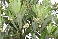 Drimys granadensis