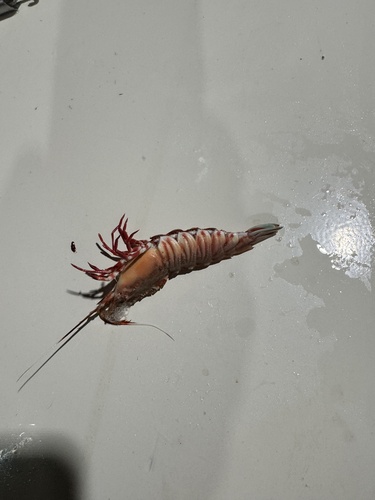 Sicyonia brevirostris observed 2025-07-23