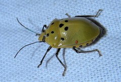 Augocoris gomesii