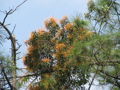 Psittacanthus pinicola