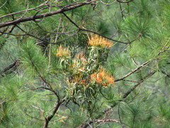 Psittacanthus pinicola