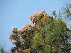 Psittacanthus pinicola