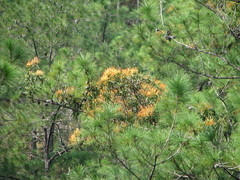 Psittacanthus pinicola