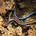 Western Skink - Photo (c) randomtruth, some rights reserved (CC BY-NC-SA)