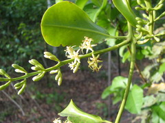 Struthanthus orbicularis