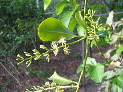 Struthanthus orbicularis