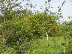 Struthanthus orbicularis