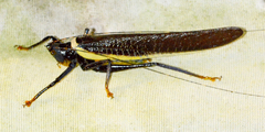Moncheca elegans