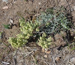 Artemisia borealis
