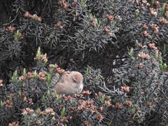 Cistothorus apolinari