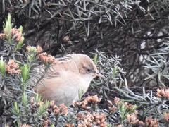 Cistothorus apolinari