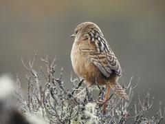 Cistothorus apolinari