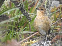 Grallaria quitensis