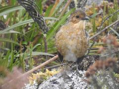 Grallaria quitensis