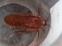 Molytria inquinata