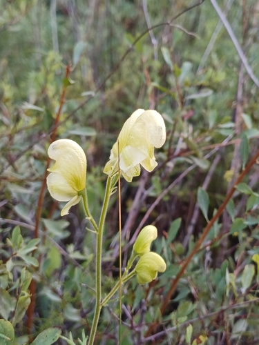 Yellow monkshood (Aconitum anthora)