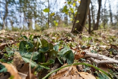 Asarum forbesii