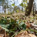 Asarum forbesii - Photo (c) B yulong, some rights reserved (CC BY-NC), uploaded by B yulong