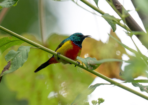 iNaturalist image