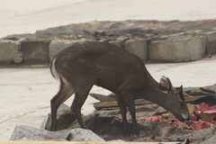 Elaphodus cephalophus