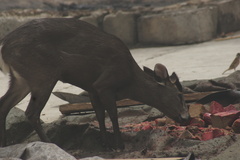 Elaphodus cephalophus