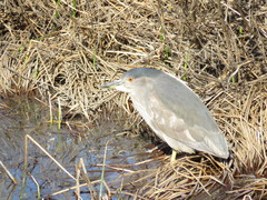 Nycticorax nycticorax obscurus