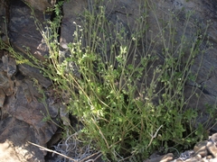 Eucrypta chrysanthemifolia bipinnatifida