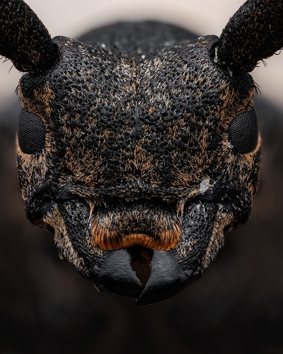 Weaver beetle, 6857 Blåvand, Danmark, photo 5 of 10