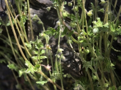 Eucrypta chrysanthemifolia bipinnatifida