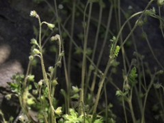 Eucrypta chrysanthemifolia bipinnatifida
