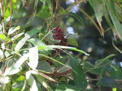 Rhynchosia volubilis