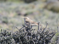 Geositta cunicularia