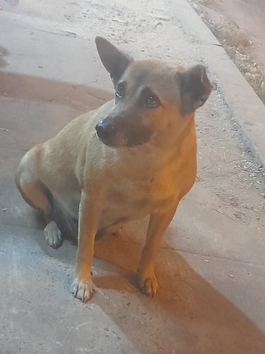 Domestic Dog