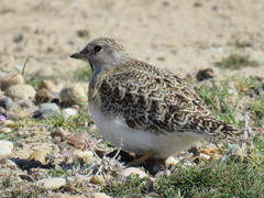 Thinocorus rumicivorus