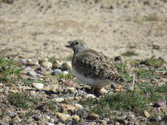 Thinocorus rumicivorus