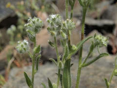 Cryptantha barbigera barbigera