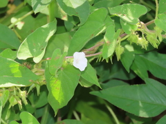 Ipomoea biflora