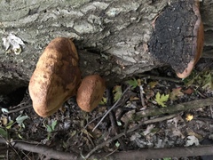 Fulvifomes robiniae